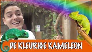 Waarom de kameleon nou echt verkleurt  DierenpraatTV [upl. by Ithsav]