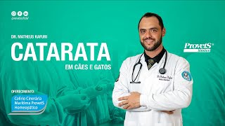 CATARATA EM CÃES E GATOS  COLÍRIO CINERÁRIA MARÍTIMA PROVETS [upl. by Eltrym]