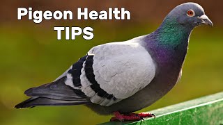 Pigeon Diseases and Treatment [upl. by Lamond563]