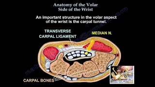 Anatomy Of The Volar Side Of The Wrist  Everything You Need To Know  Dr Nabil Ebraheim [upl. by Eldreda]