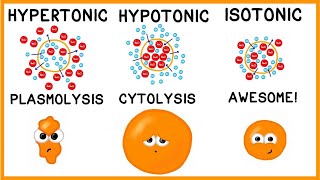 Hypertonic Hypotonic and Isotonic Solutions [upl. by Amahs]