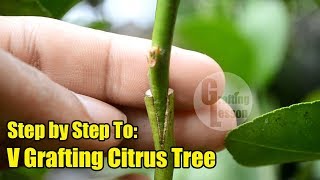 V Grafting Citrus Tree Step by Step [upl. by Sidonnie]