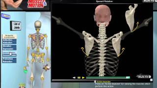 How Scapular Movement Works 3D Anatomy amp Diagrams [upl. by Ashia]