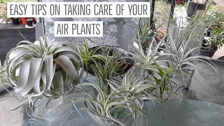 How I water amp take care of my Tillandsia Air plants [upl. by Suivatra]