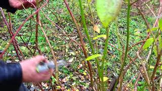 Cięcie borówki amerykańskiej Pruning American blueberries [upl. by Ahselrac754]