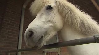 Zu Besuch bei den Islandpferden auf Hof „Vindhólar“ in Stapelfeld [upl. by Lytsirhc]