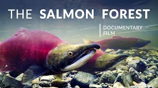 The Salmon Forest  Tongass National Forest  Alaska Nature Documentary [upl. by Snehpets]