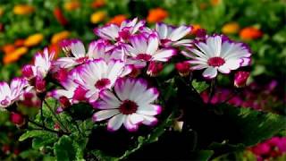 Cineraria flower HD1080p [upl. by Rdnaskela]