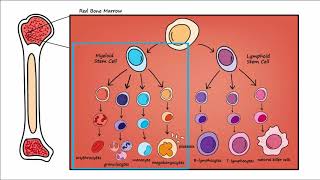 Leukemia  Overview [upl. by Pattison3]