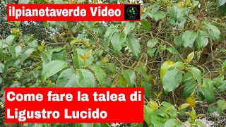 Come riprodurre per talea il Ligustro Lucido Ligustrum Lucidum [upl. by Enilemme]