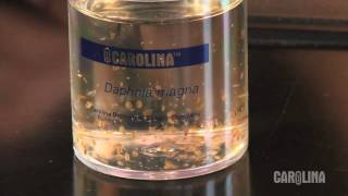 How to Care for Daphnia [upl. by Wendie828]