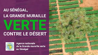 AU SÉNÉGAL LA GRANDE MURAILLE VERTE CONTRE LE DÉSERT [upl. by Denten990]