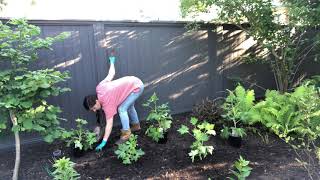 Planting delphiniums [upl. by Aivataj]