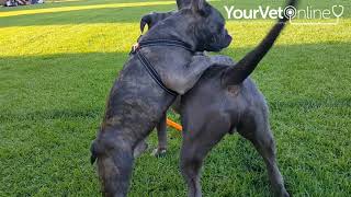 Why Your Dog Loves To Hump amp How To Stop It [upl. by Aneala]