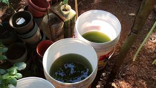 How to grow Green Water Algae [upl. by Goodkin]