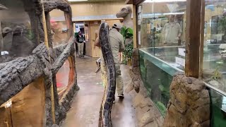 World Record Burmese Python Prehistoric Pets [upl. by Eanore]