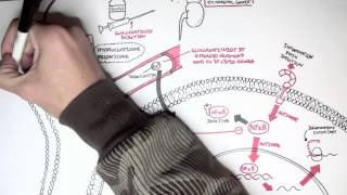 Pharmacology  Glucocorticoids [upl. by Etennaej]