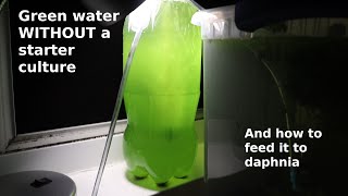 Green Water WITHOUT a Starter Culture  From Scratch  How To [upl. by Aramad]