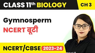 Gymnosperm  NCERT बूटी  Plant Kingdom  Class 11 Biology Chapter 3  NCERTCBSE [upl. by Hannahoj457]