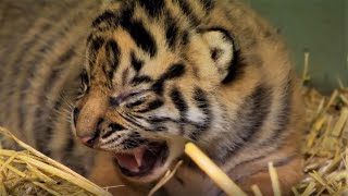 Adorable Tiger Cub Moments Part 1  BBC Earth [upl. by Terle]