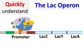 The Lac operon  Regulation of gene expression [upl. by Salangi961]