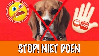 Doe dit nooit met honden  DierenpraatTV [upl. by Gnov121]