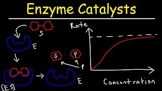 Enzymes  Catalysts [upl. by Nohsyar]