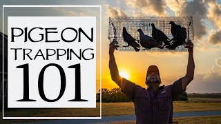 How To Trap Pigeons For Dog Training [upl. by Alvan]