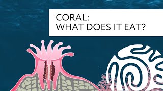 Coral What Does it Eat [upl. by Eerehs]