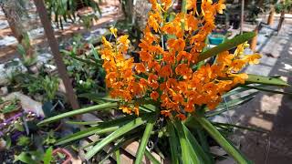 Ascocentrum miniatum [upl. by Clorinde]