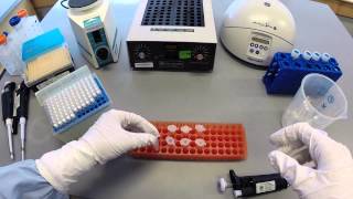 DNA Extraction Protocol  Part 1 [upl. by Llien]