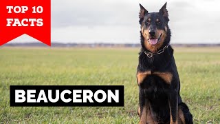 Beauceron  Top 10 Facts [upl. by Leile]