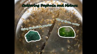 How To Culture Daphnia and Moinas using Green Water Spirulina powder [upl. by Hadwyn498]