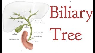 Biliary tree  Root  Anatomy [upl. by Llehsem]