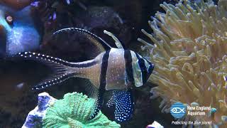 In the Spotlight Banggai cardinalfish [upl. by Cicenia]