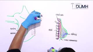 ANATOMÍA  Glándula Mamaria y Mama [upl. by Hgielrac618]