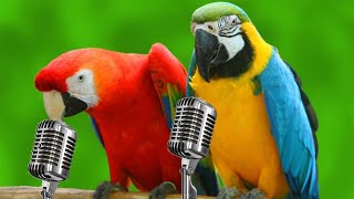 Parrots Singing  Funny Parrots Singing Songs [upl. by Aerdnwahs]