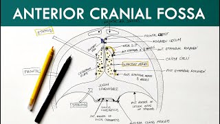 Anterior Cranial Fossa  Anatomy Tutorial [upl. by Caldwell544]