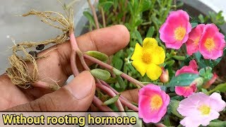 Easiest way to grow Purslane from cutting  Portulaca Oleracia [upl. by Cohla]