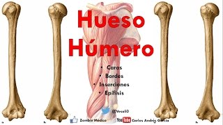 Anatomía  Hueso Húmero Caras Bordes Cóndilo Trocleas Epicóndilos Inserciones [upl. by Dorcea354]