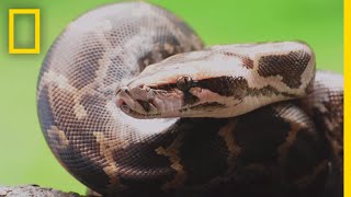 Pythons 101  National Geographic [upl. by Ydneh]