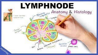 LYMPH NODE Anatomy amp Histology Simplified  Lymphatic System [upl. by Yllil]