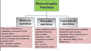 Heterotrophic nutrition and its types  Holozoic Parasitic and Saprophytic nutrition [upl. by Stroud]