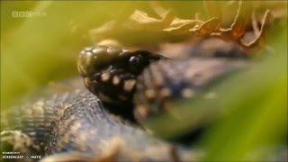 What Makes Puff Adders So Deadly  The Venomous 5 [upl. by Buller372]