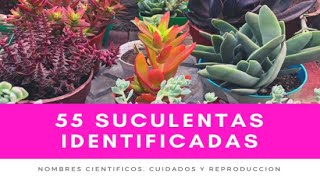 55 SUCULENTAS IDENTIFICADAS  Nombres científicos cuidados y reproducción [upl. by Maryjo]