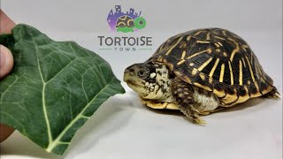 Box Turtle Care  Ornate Box Turtle [upl. by Anemolif878]