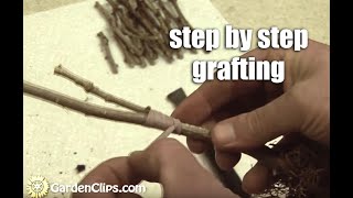 Plant Propagation by Grafting Part 1 step by step [upl. by Anahsit]