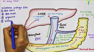 Bile and Emulsification  Physiology  Biology  FuseSchool [upl. by Alleda]