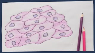 Epithelium the basics  Biology tutorial [upl. by Nuahsak]