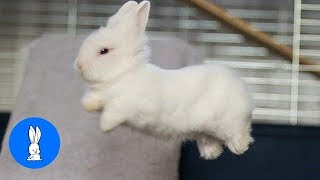 Baby Bunny Rabbits Binky  CUTEST Compilation [upl. by Akirea]